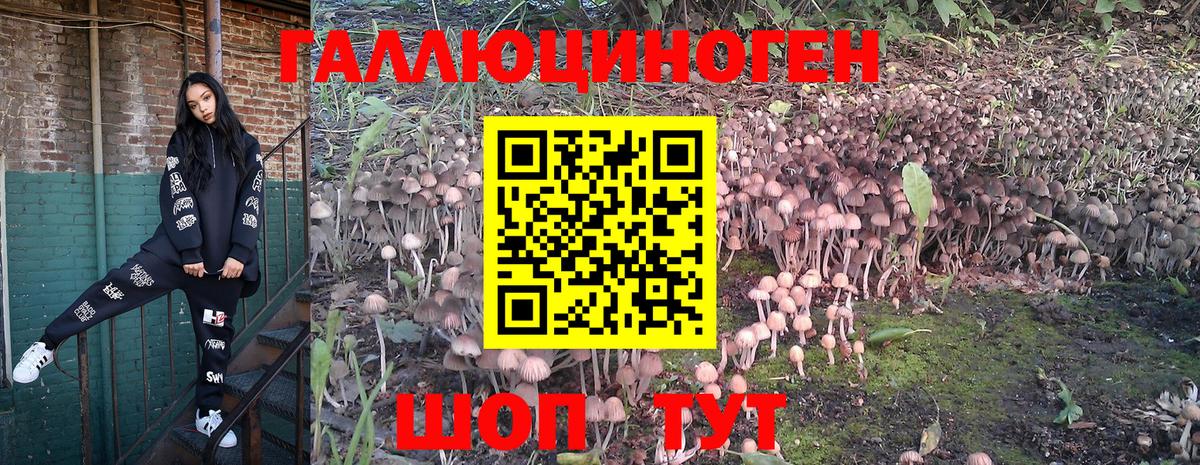 Галлюциногенные грибы Psilocybe  Вход с VPN  Карасук 